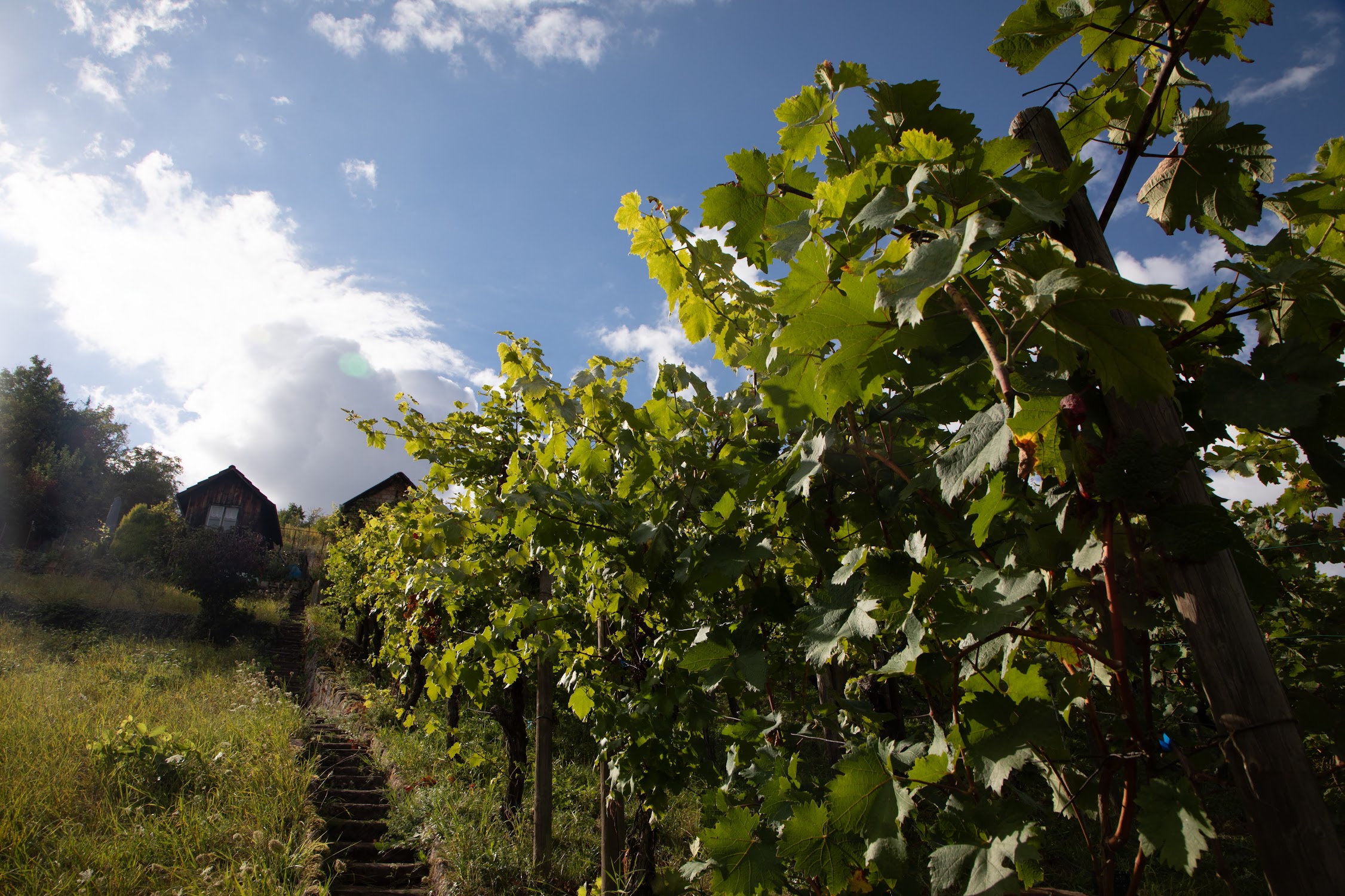 Weinlese im Weinberg