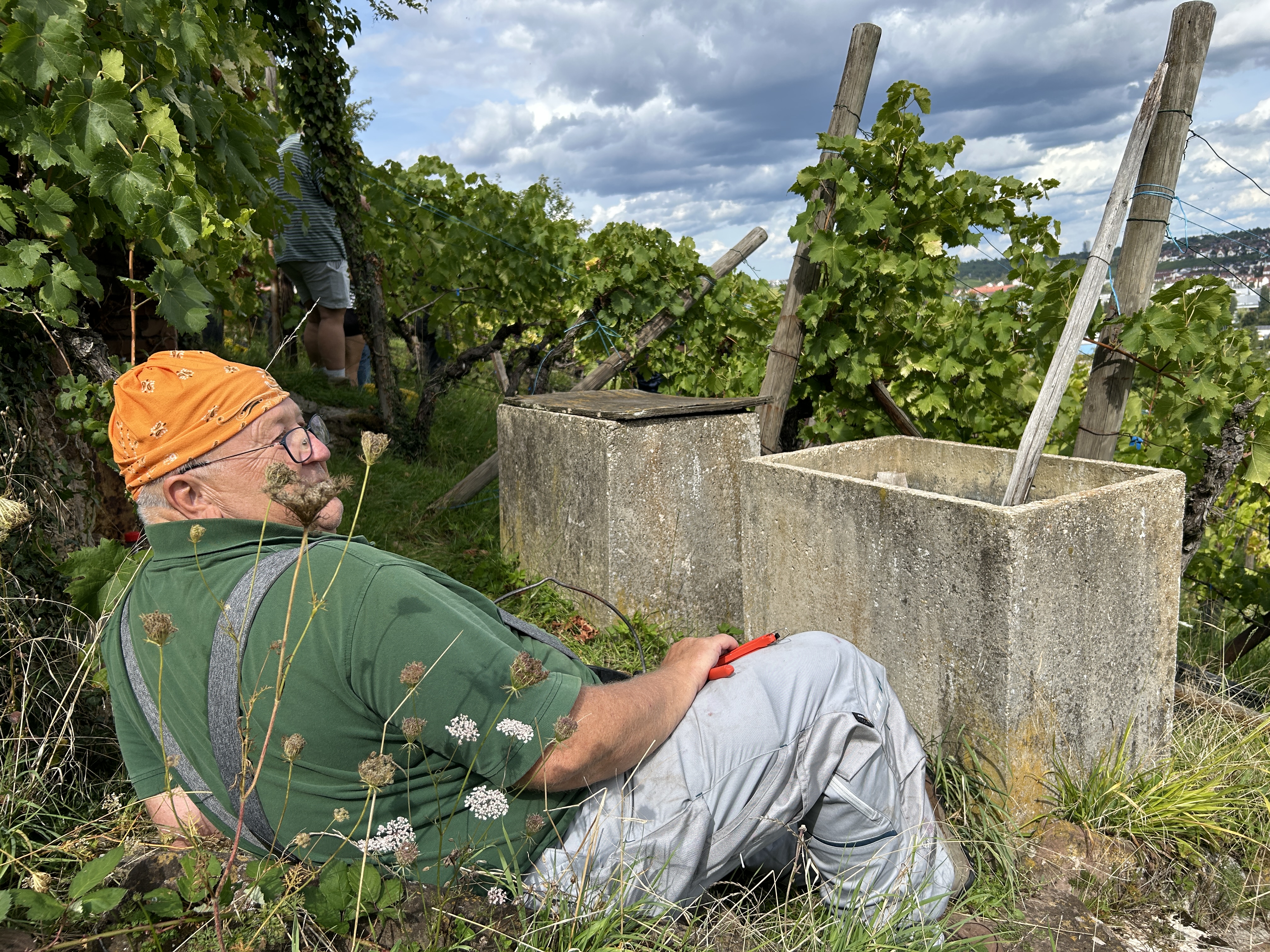 Arbeit im Weinberg