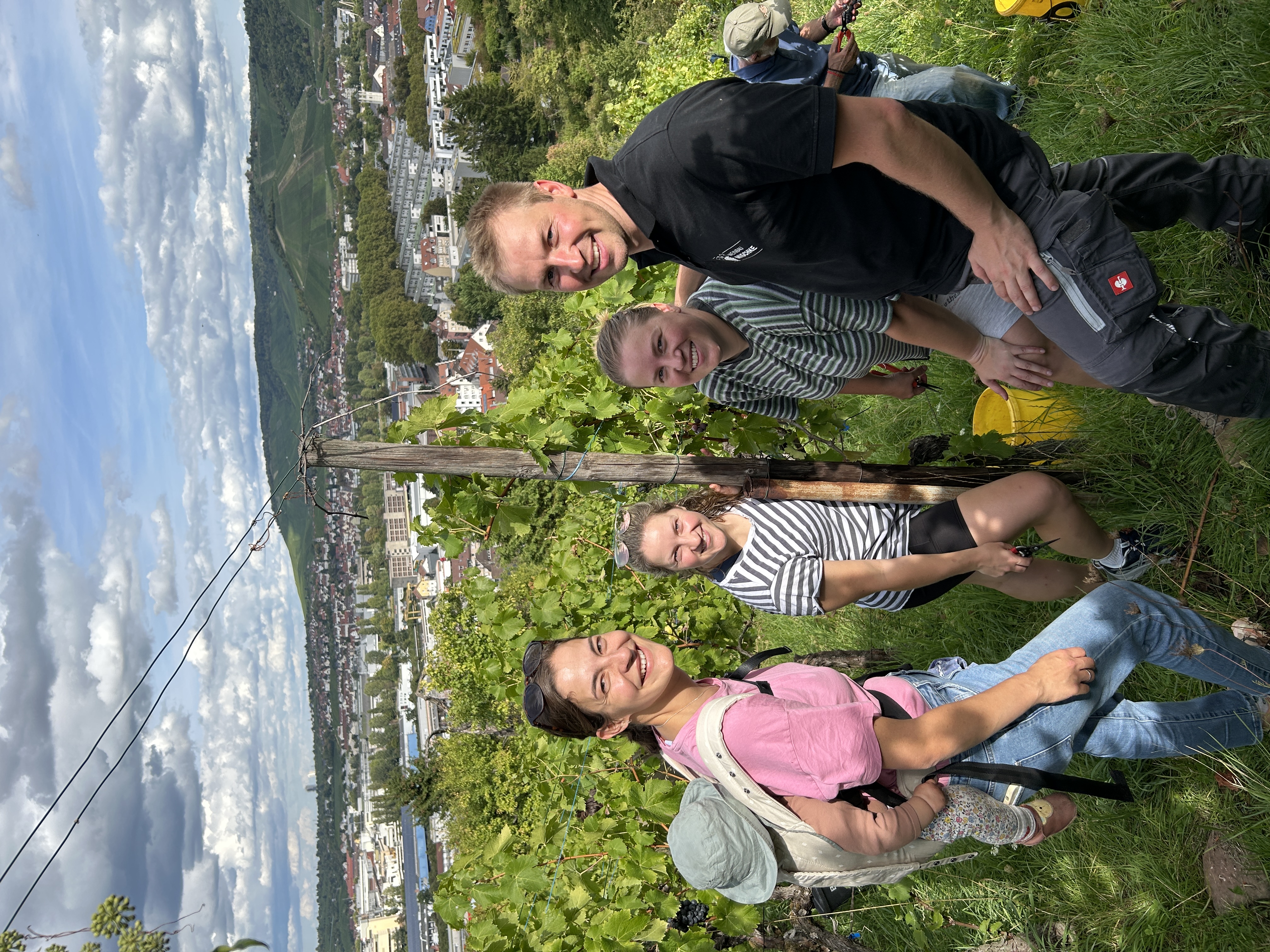 Helfer bei der Weinlese